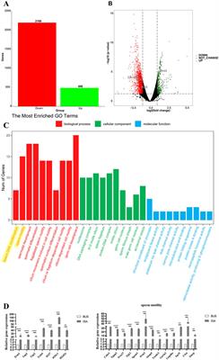 Isatin improves oligoasthenospermia caused by busulfan by regulating GSH/GPX4 axis to inhibit ferroptosis